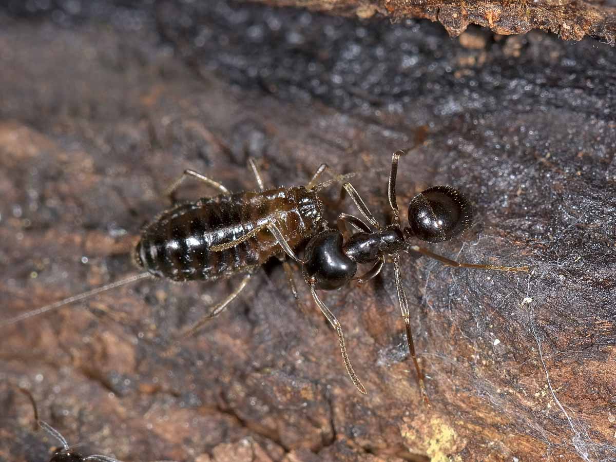 Altre Lasius fuliginosus con afide